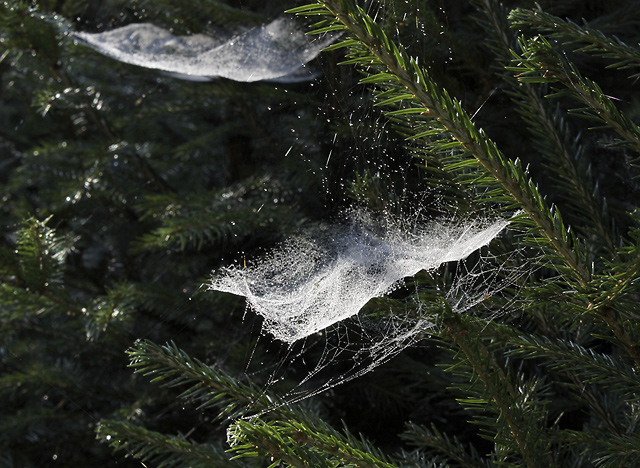 Cobwebs - smaller format