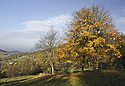 On the "Golden Hill" - main link