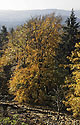 On the "Golden Hill" - main link