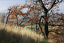 On the "Golden Hill" - main link