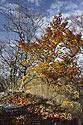 On the "Golden Hill" - main link