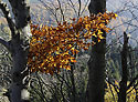 On the "Golden Hill" - main link