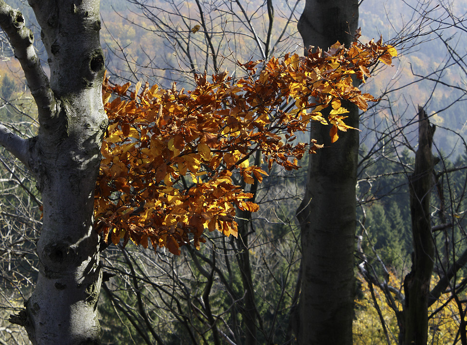On the "Golden Hill" - larger format