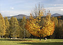 Autumn - main link