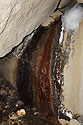 In the "Salamander" cave - main link