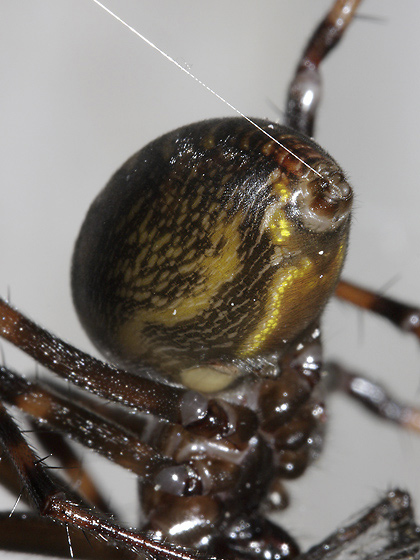 Spinnerets - smaller format