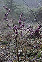 Daphne - main link
