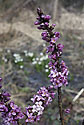 Daphne - main link
