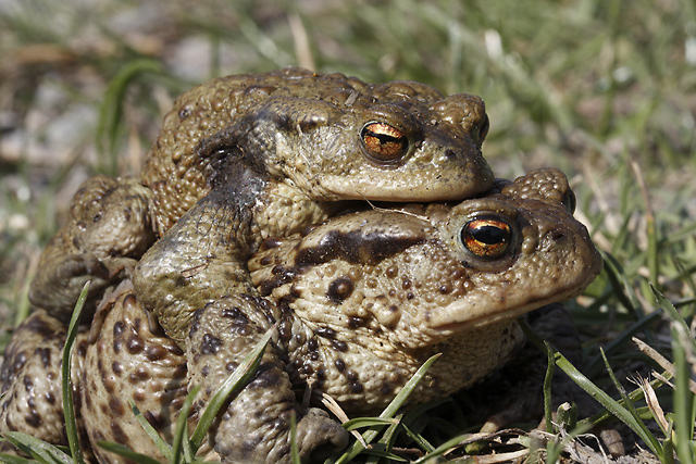 Amplexus ropuch - men formt