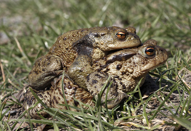 Amplexus ropuch - men formt