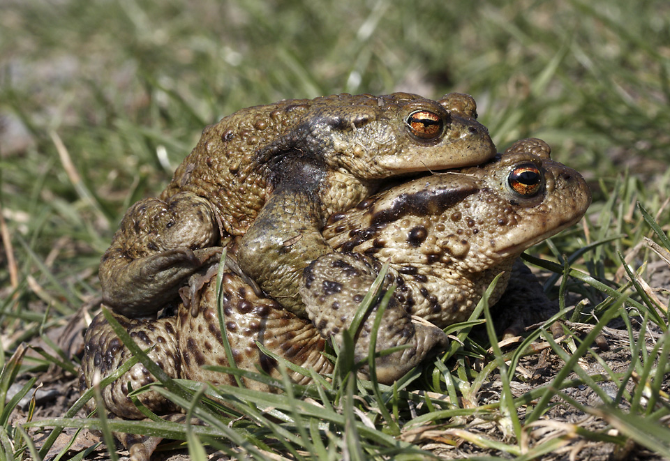 Amplexus ropuch - vt formt