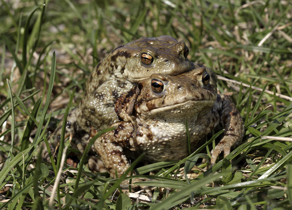 Amplexus ropuch - vt formt