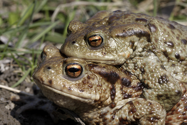 Amplexus ropuch - men formt