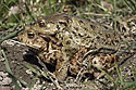 Amplexus ropuch - hlavn odkaz