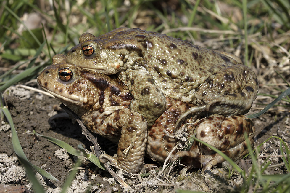 Amplexus ropuch - vt formt