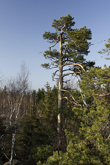 Na Korun - men formt