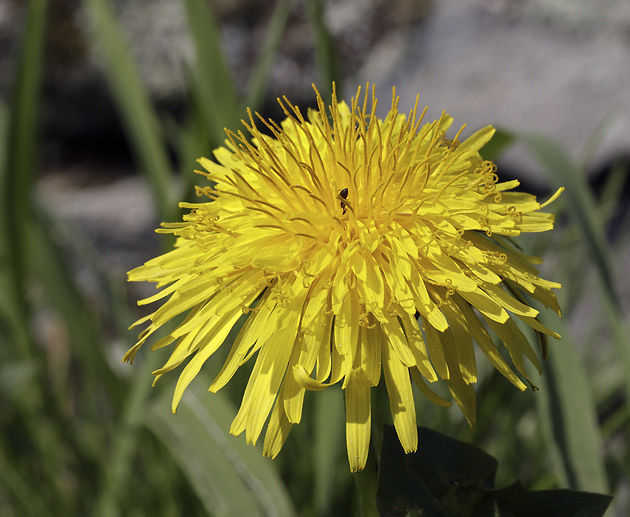 Dandelion - smaller format