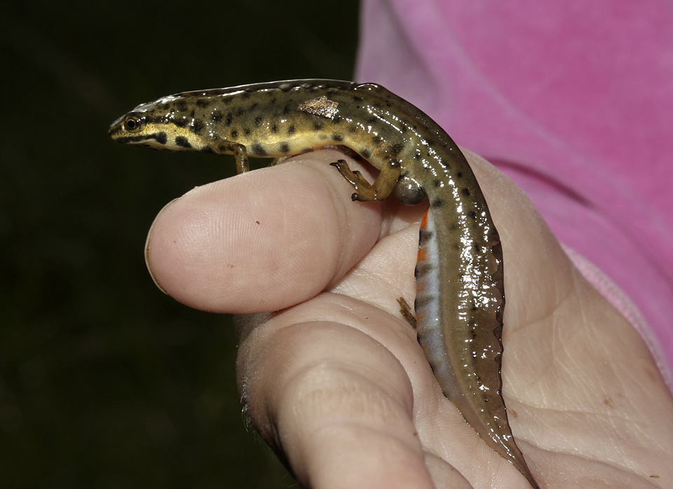 Smooth newt - larger format