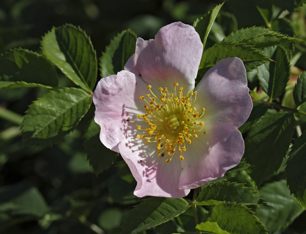 Brier rose - larger format