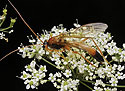 Ichneumon fly - main link