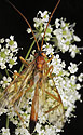 Ichneumon fly - main link