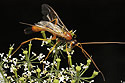 Ichneumon fly - main link