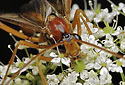 Ichneumon fly - main link