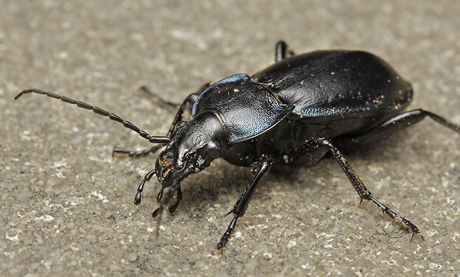 Carabus scheidleri - smaller format