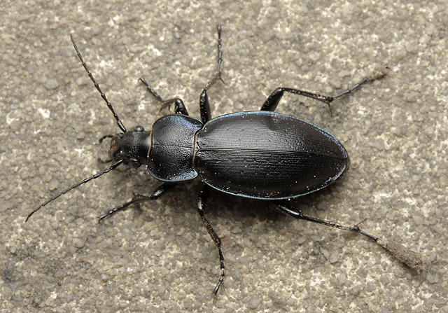 Carabus scheidleri - smaller format