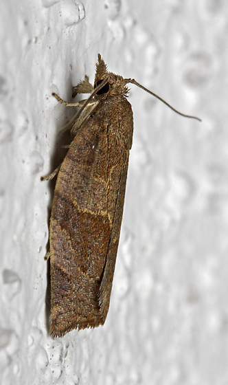Dark Fruit-tree Tortrix - smaller format