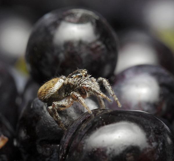 Jumping spider - smaller format