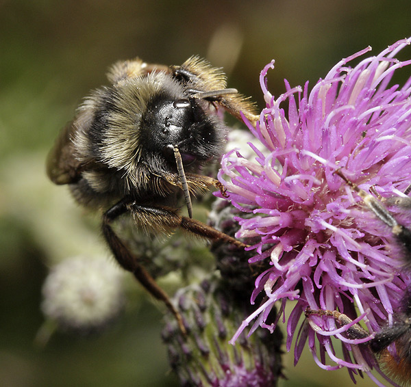 Bumblebee on thistle - smaller format
