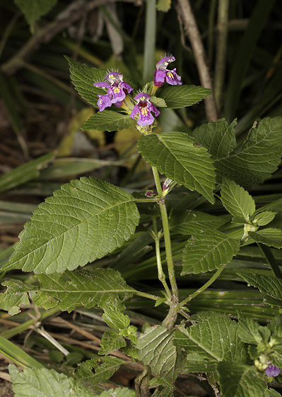 Hemp nettle - smaller format
