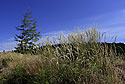 Grass - main link