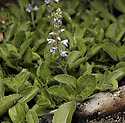 Common speedwell - main link