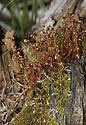 Mosses - main link