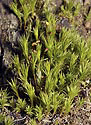 Mosses - main link