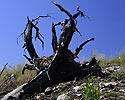 Tentacles - main link