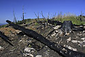 Burnt place - main link