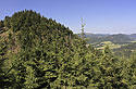 "Kostrzyna" - main link