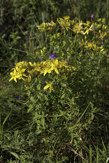 St. John`s wort - smaller format
