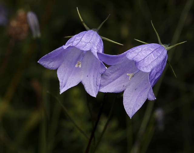 Harebell - smaller format