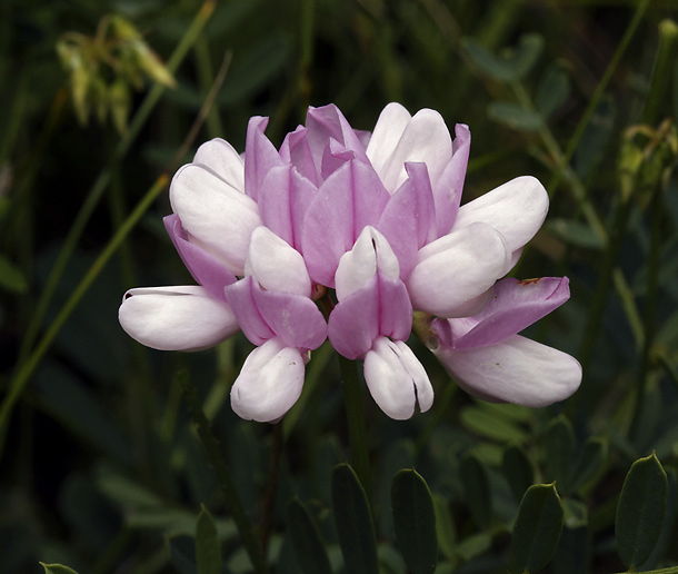 Crown vetch - smaller format