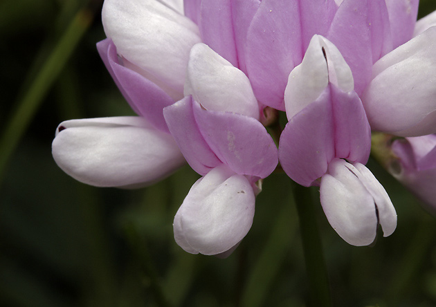 Crown vetch - smaller format