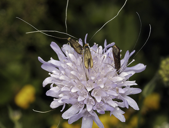 Nemophora metallica - smaller format