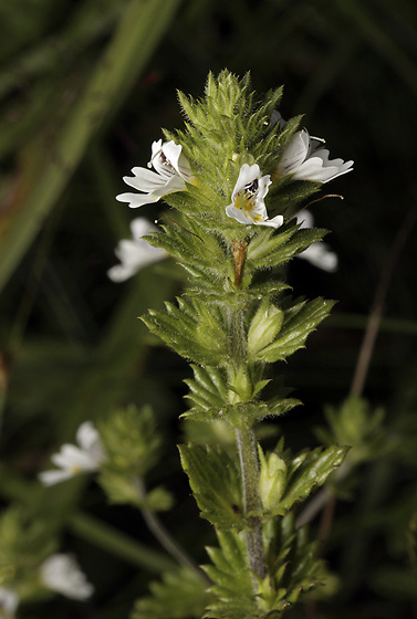 Eyebright - smaller format