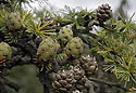 Larch - main link