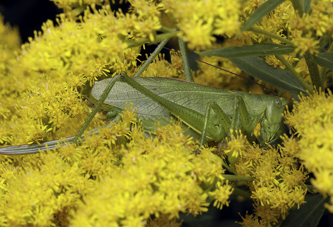 Grasshopper - smaller format