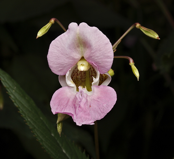 Himalayan balsam - smaller format