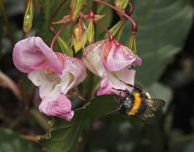 Bumblebee on the Himalayan balsam - smaller format